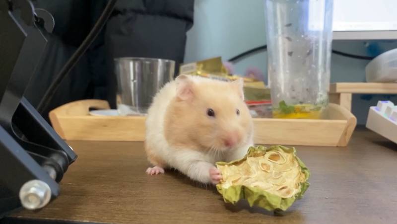 🐹햄서터 키우는 사람 공감 | 인스티즈