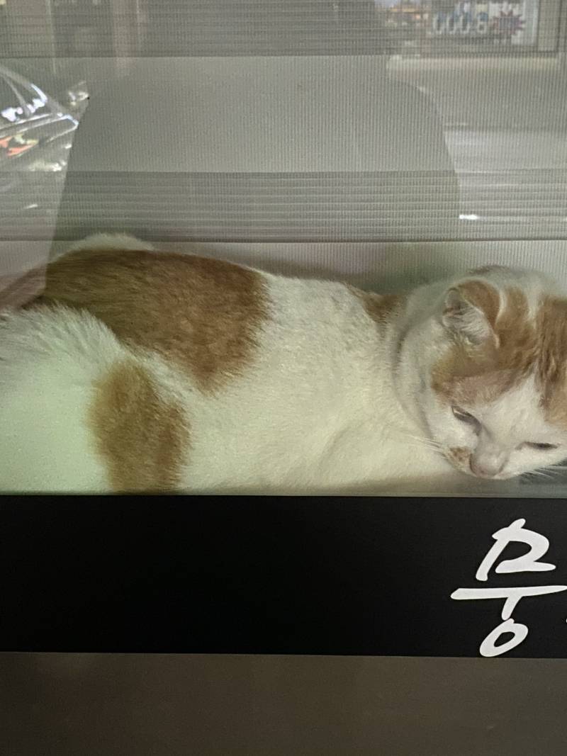 가게에 냥이 혼자 두규 갔다 | 인스티즈