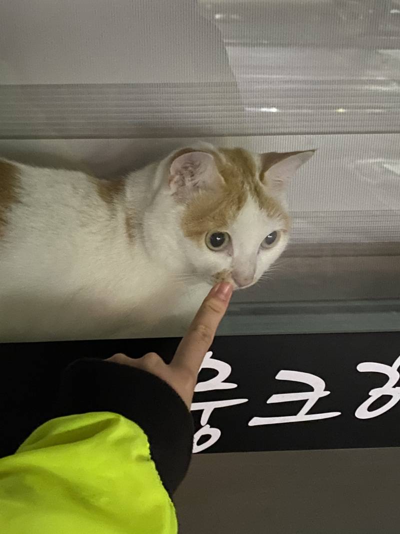 가게에 냥이 혼자 두규 갔다 | 인스티즈