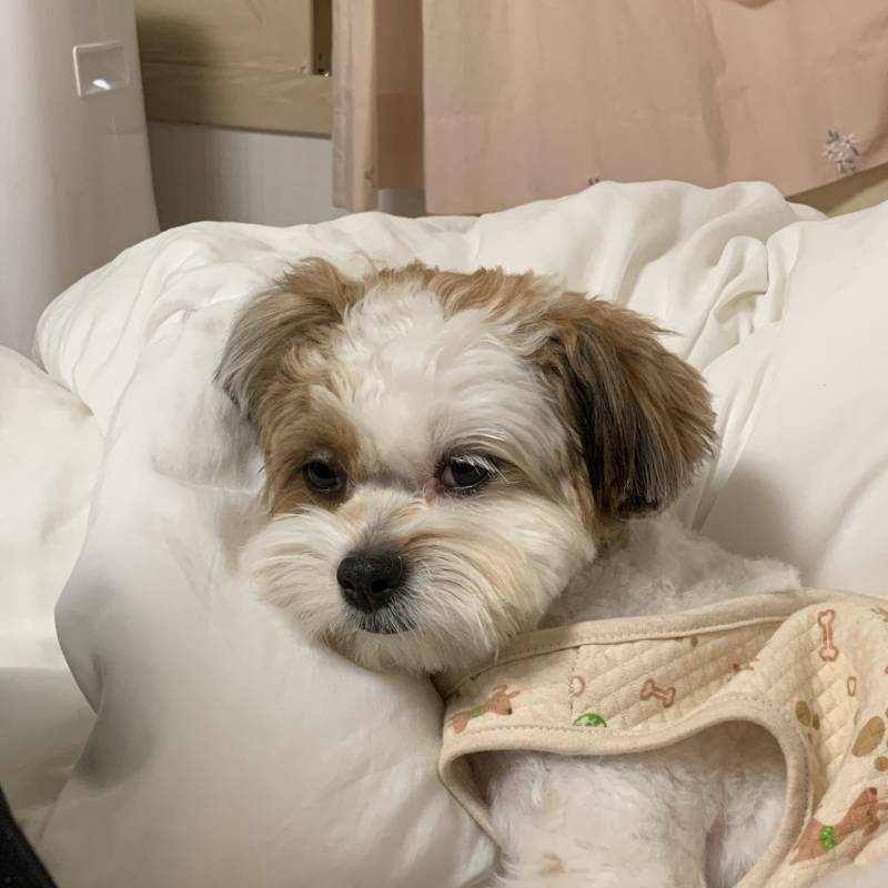 우리집 강아지 졸려서 눈 못뜨는거봨ㅋㅋㅋ | 인스티즈