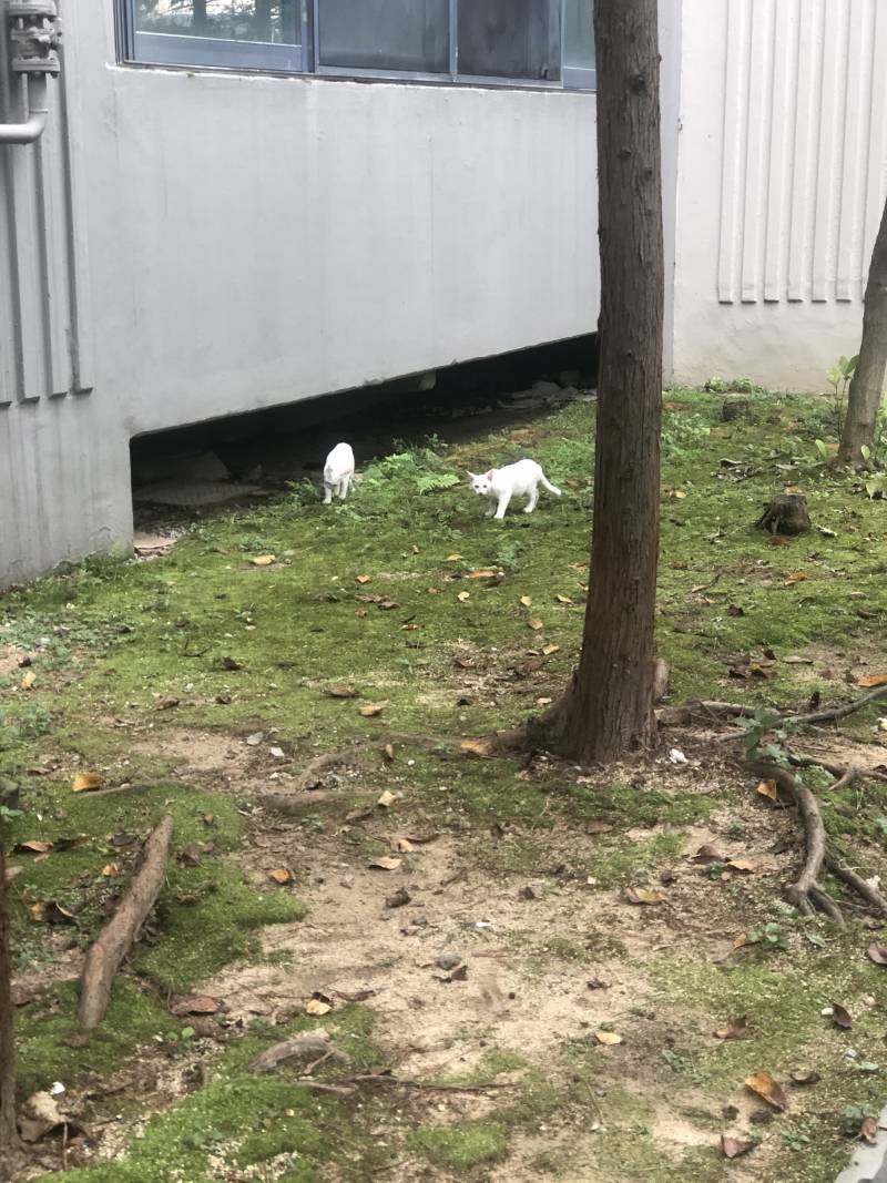 얘네 길냥이들 아닌 거 같아ㅠㅠㅠㅠㅠ 누가 유기했나ㅠㅠ... | 인스티즈