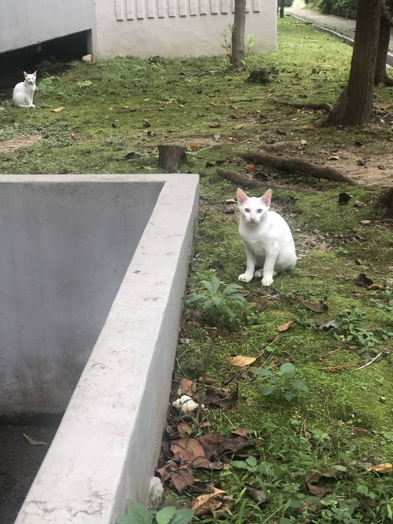 얘네 길냥이들 아닌 거 같아ㅠㅠㅠㅠㅠ 누가 유기했나ㅠㅠ... | 인스티즈
