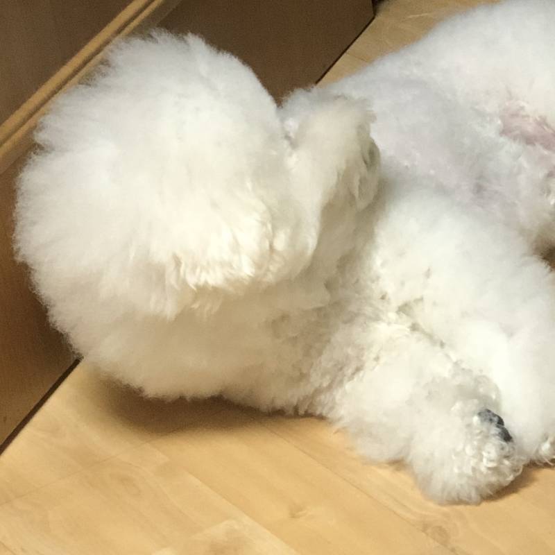 목욕하고 피곤해서 잠자는 강아지🐶 | 인스티즈