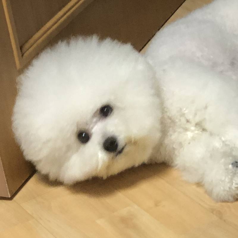 목욕하고 피곤해서 잠자는 강아지🐶 | 인스티즈