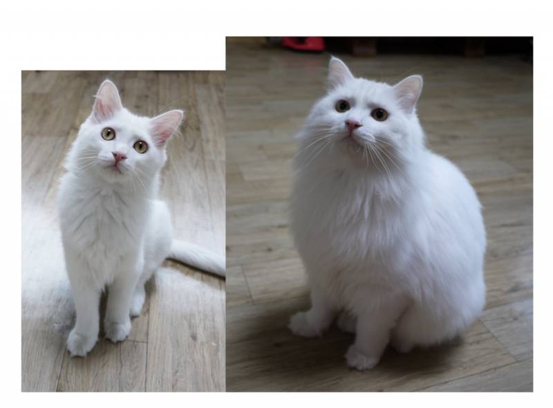 고앵이 털찐거봐 | 인스티즈