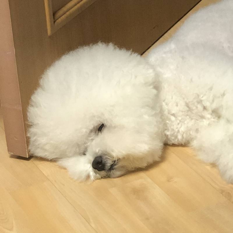 목욕하고 피곤해서 잠자는 강아지🐶 | 인스티즈