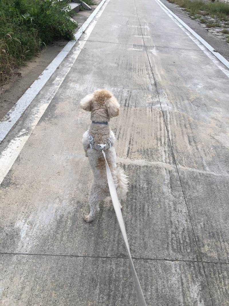 산책하다가 다른 강아지 만나면 창피해죽겠어 | 인스티즈