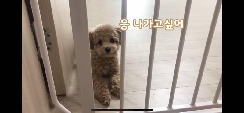 강아지 유투브 많이 보는 익 ㅠㅠ 강쥐 찾어조... | 인스티즈