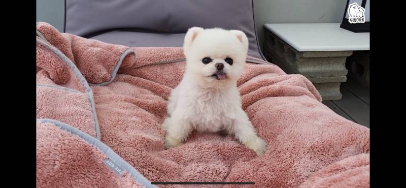 이 댕댕이는 종이 뭐야?? | 인스티즈