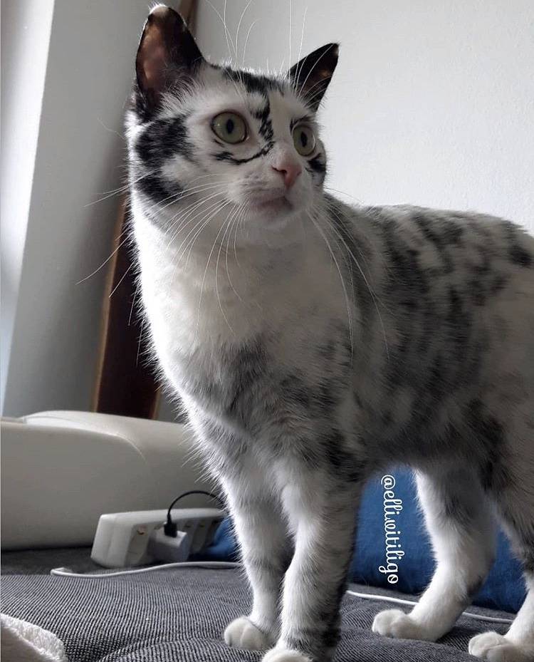 와 이 친구 되게 힙하고 예쁘다.. | 인스티즈