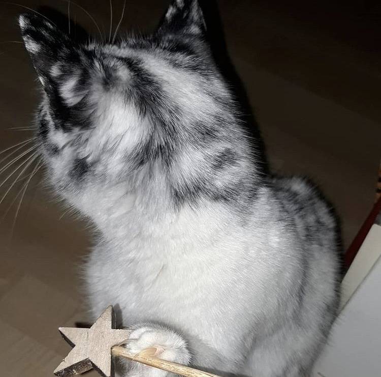 와 이 친구 되게 힙하고 예쁘다.. | 인스티즈