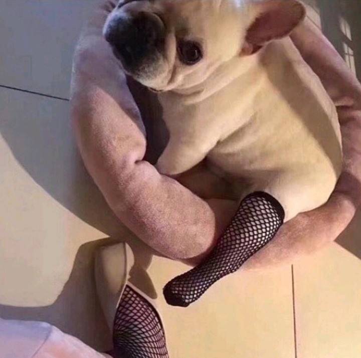 끄앙 귀야운 강아지 다들 보고가ㅠㅠㅠㅠ | 인스티즈