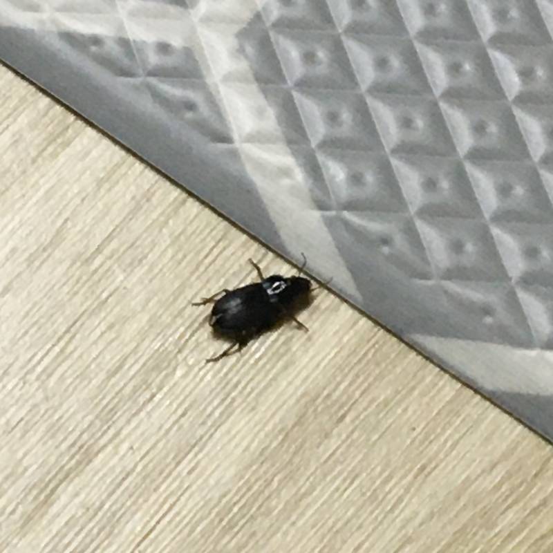 ((벌레사진주의!!!!)) 혹시 이거 바선생이야? ㅠㅜㅜㅠㅠㅠ | 인스티즈