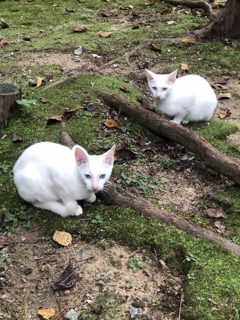 길냥이들 너무 안쓰러워서 츄르 먹였더니 내 주변에 계속 맴돌았어ㅠㅠㅠㅠ | 인스티즈