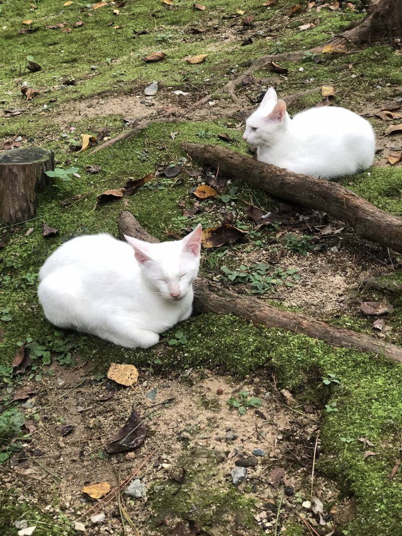 길냥이들 너무 안쓰러워서 츄르 먹였더니 내 주변에 계속 맴돌았어ㅠㅠㅠㅠ | 인스티즈