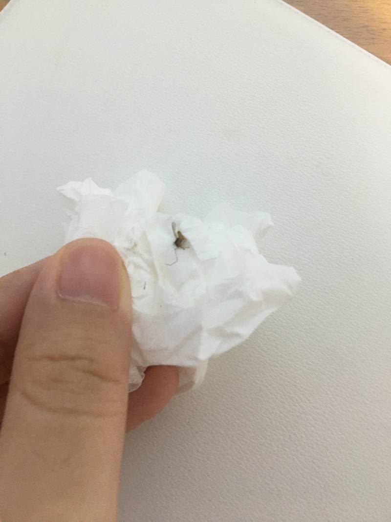 모기 잡는 꿀팁 알려드림 | 인스티즈