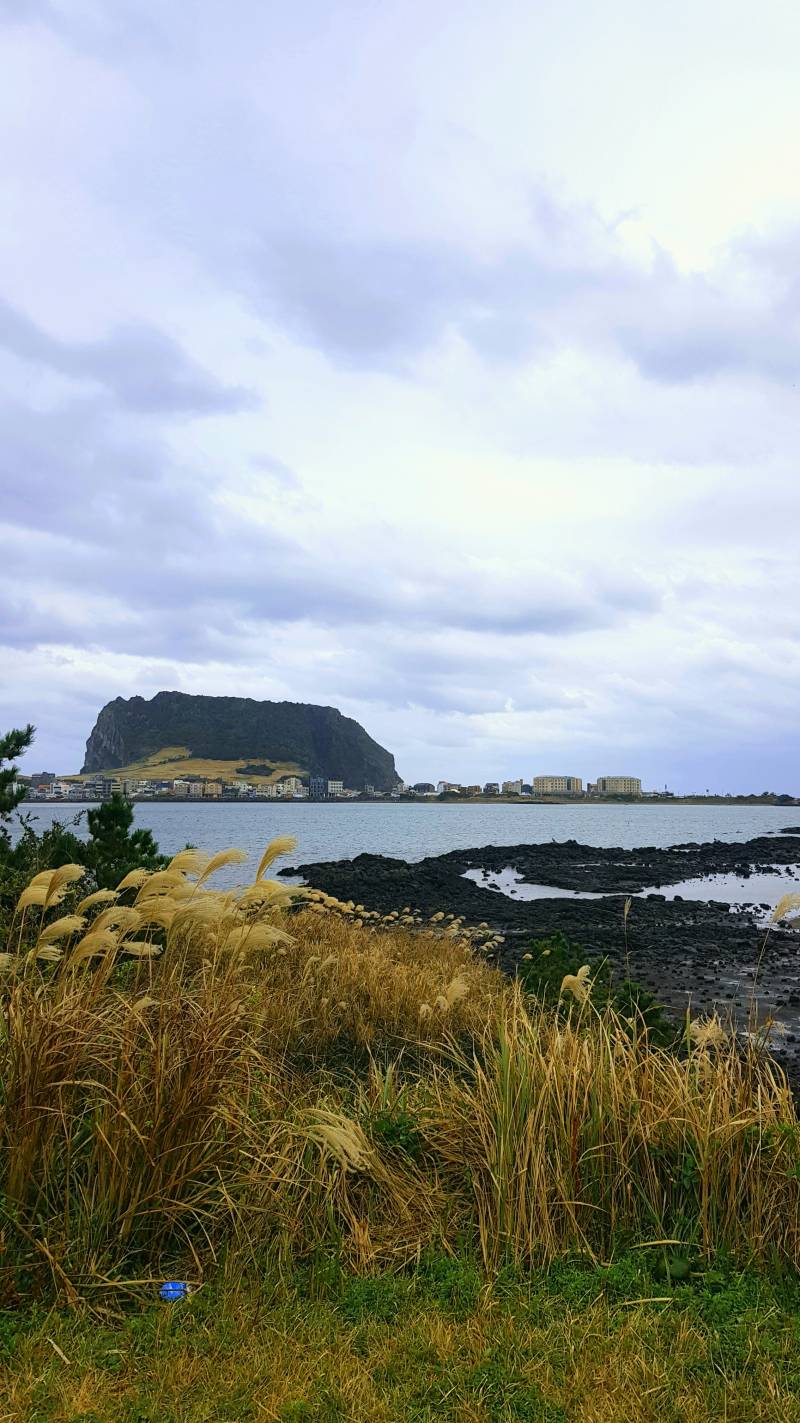 제주도 가고싶다... | 인스티즈