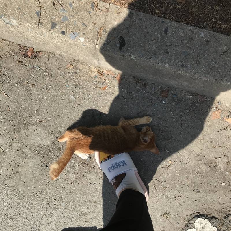 길 가는데 애기 고양이가 자꾸 나한테 와 ㅜㅠㅠ | 인스티즈