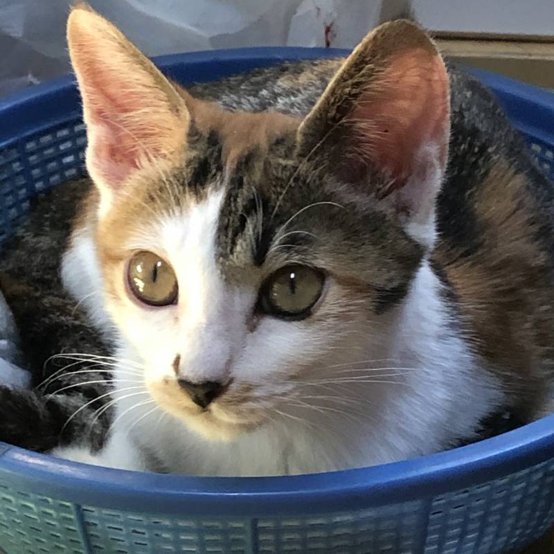 나 인기글 될 수 있을거 같아😼 | 인스티즈