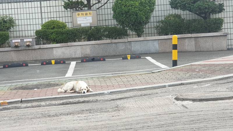 익들아ㅠㅠ 길가다가 강아지 봤는데 얘 건들지마라 이 말 맞아? | 인스티즈