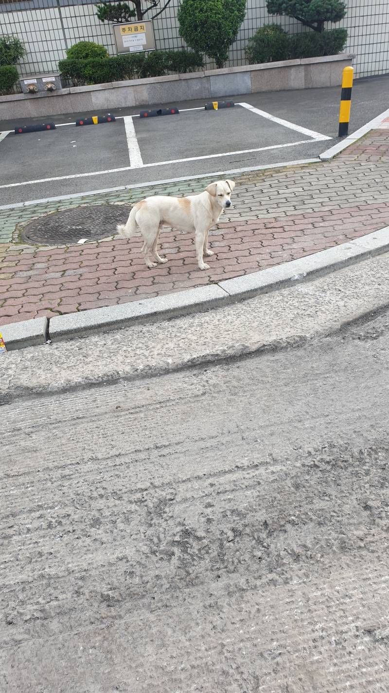 익들아ㅠㅠ 길가다가 강아지 봤는데 얘 건들지마라 이 말 맞아? | 인스티즈