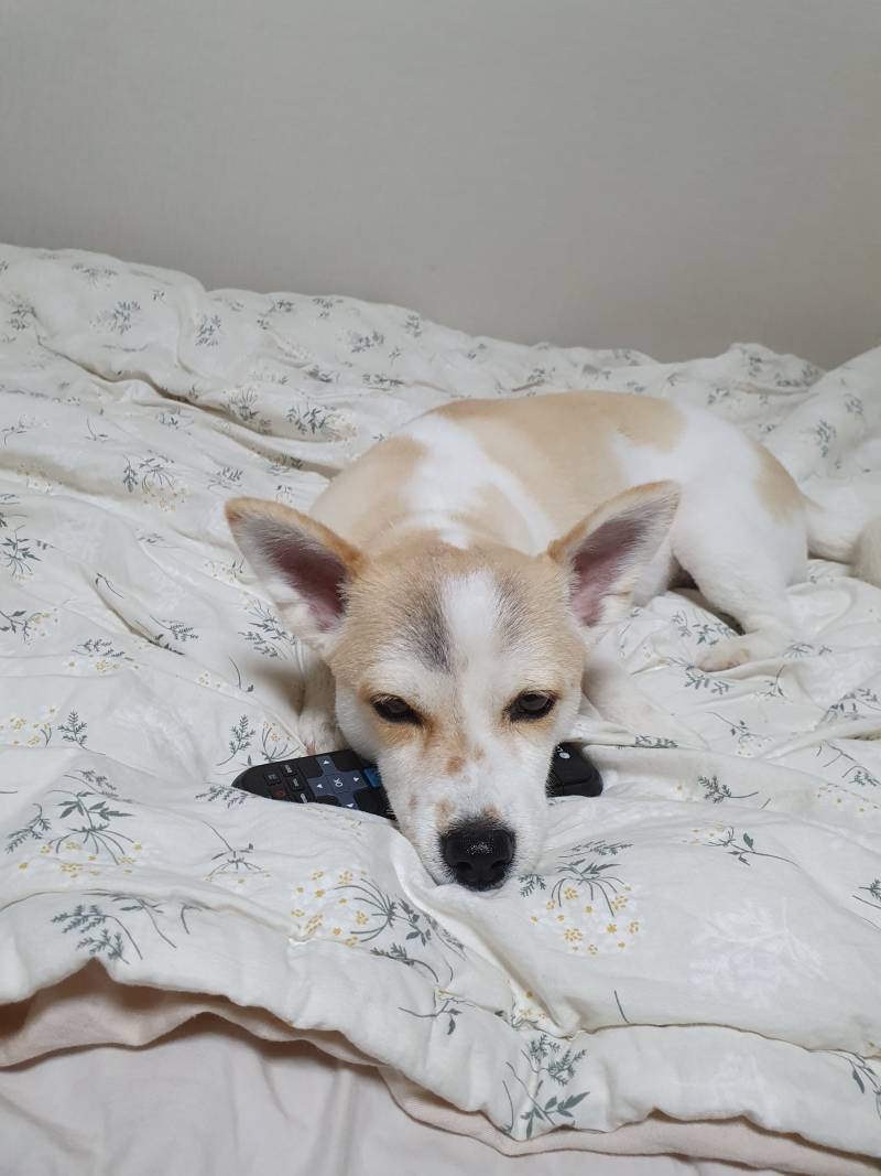 리모컨 베고 자는 우래기.... | 인스티즈