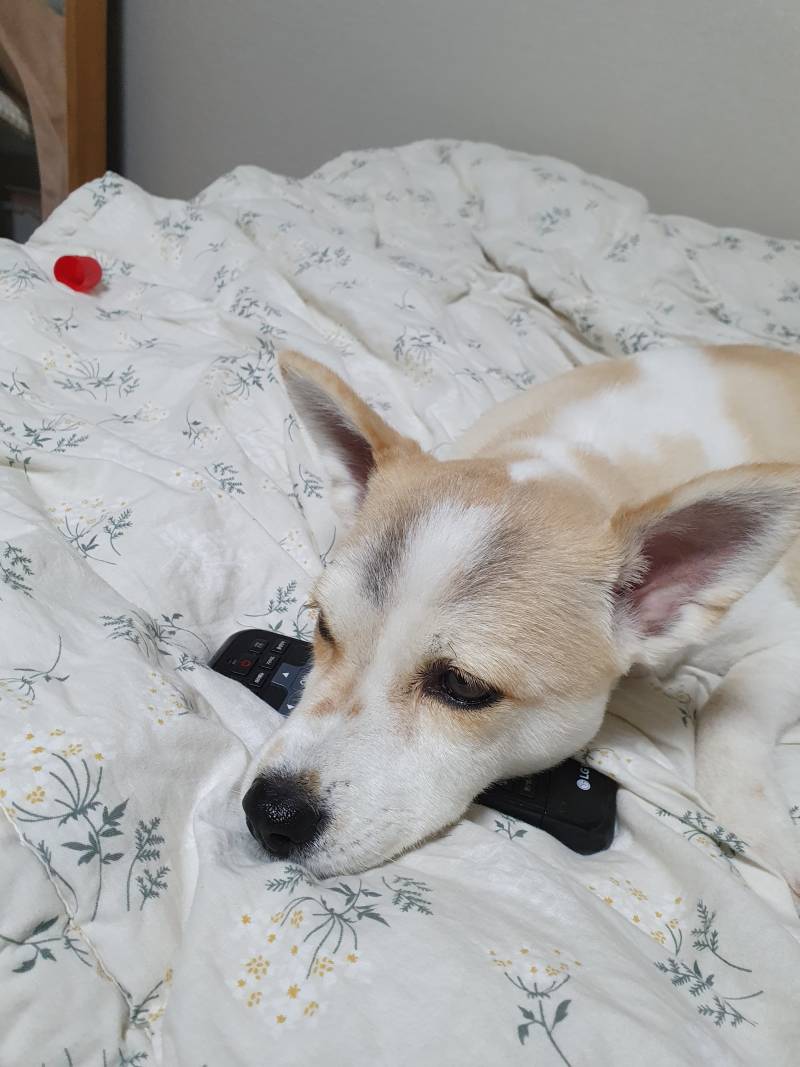 리모컨 베고 자는 우래기.... | 인스티즈