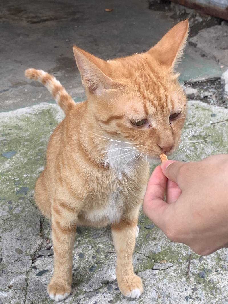 길냥이 | 인스티즈