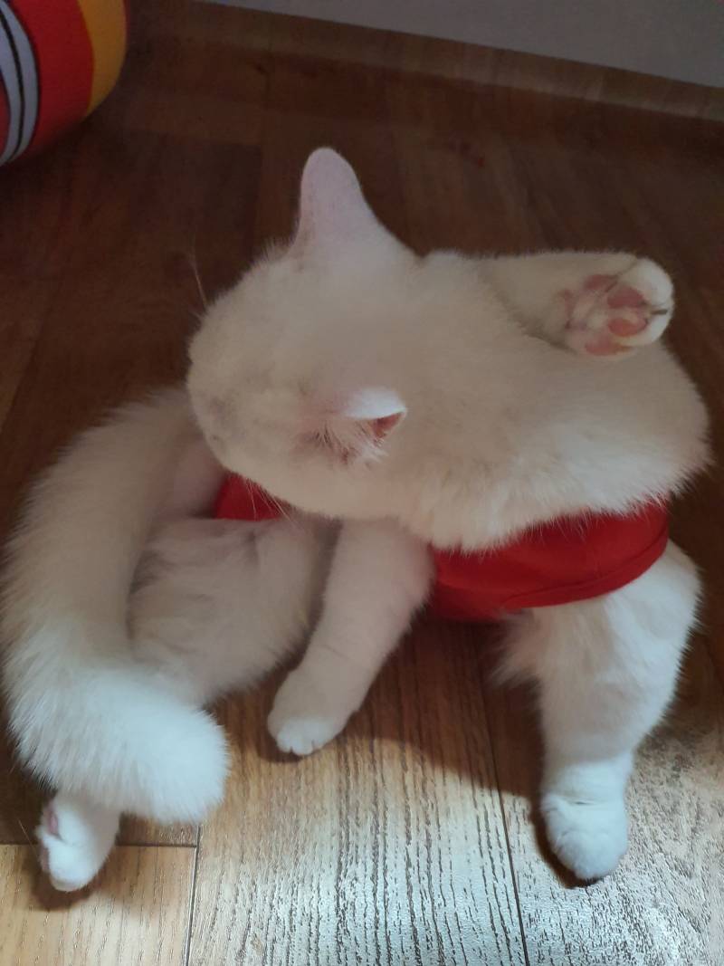 우리 고양이 그루밍하는거 | 인스티즈