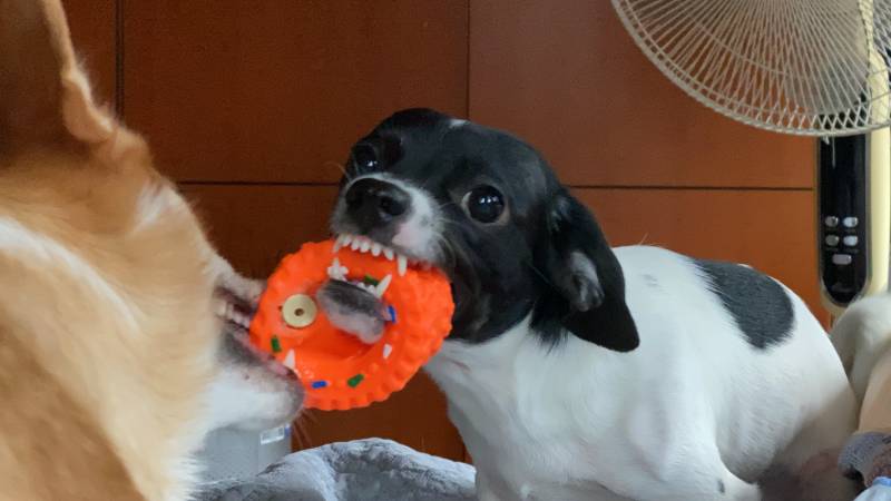 진짜 우리집 댕댕이들 아침부터 미침 | 인스티즈