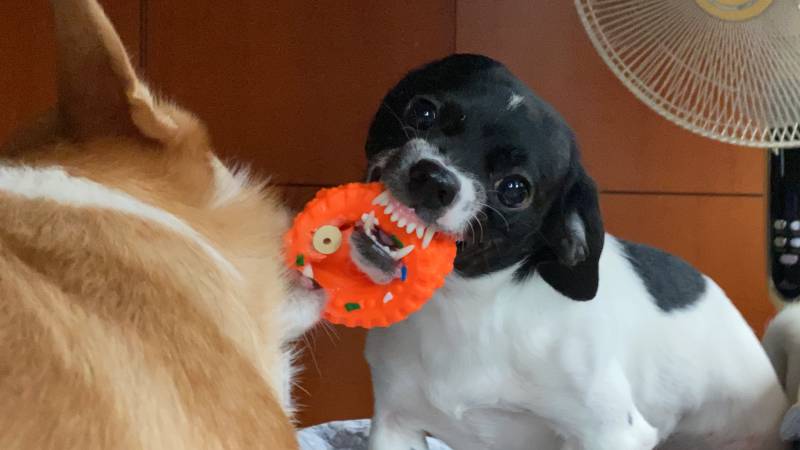 진짜 우리집 댕댕이들 아침부터 미침 | 인스티즈