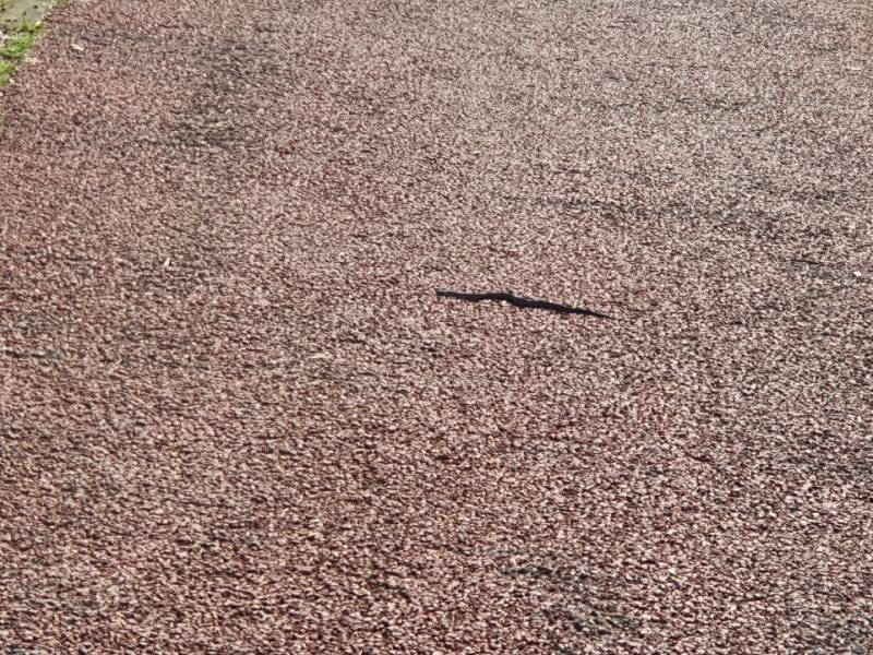 걷다가 새끼뱀보고 운동하다 집으로 돌아감 | 인스티즈