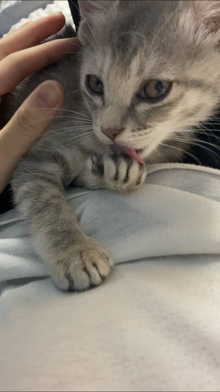 우리 고양이 무슨 종 믹스일까?? | 인스티즈