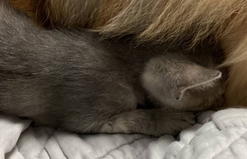 우리 고양이 무슨 종 믹스일까?? | 인스티즈