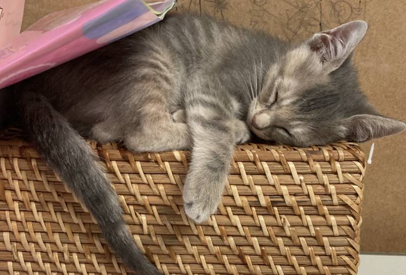 우리 고양이 무슨 종 믹스일까?? | 인스티즈