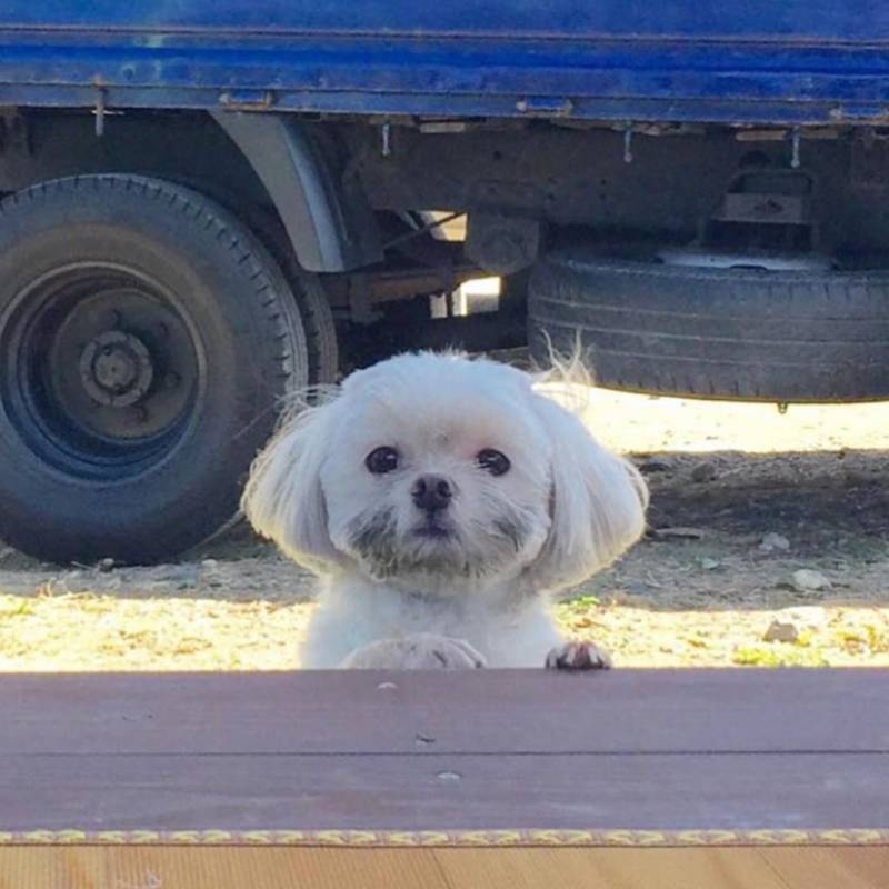 이 강아지 이름 뭐야? | 인스티즈