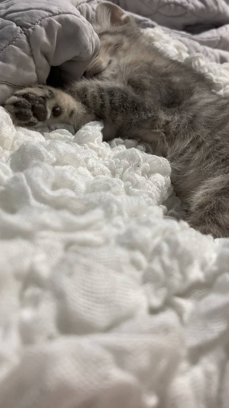 우리 고양이 무슨 종 믹스일까?? | 인스티즈