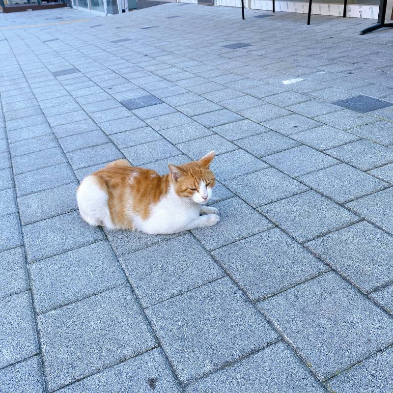 길고양이 사진 찍었는데 짱귀엽 🐱 | 인스티즈