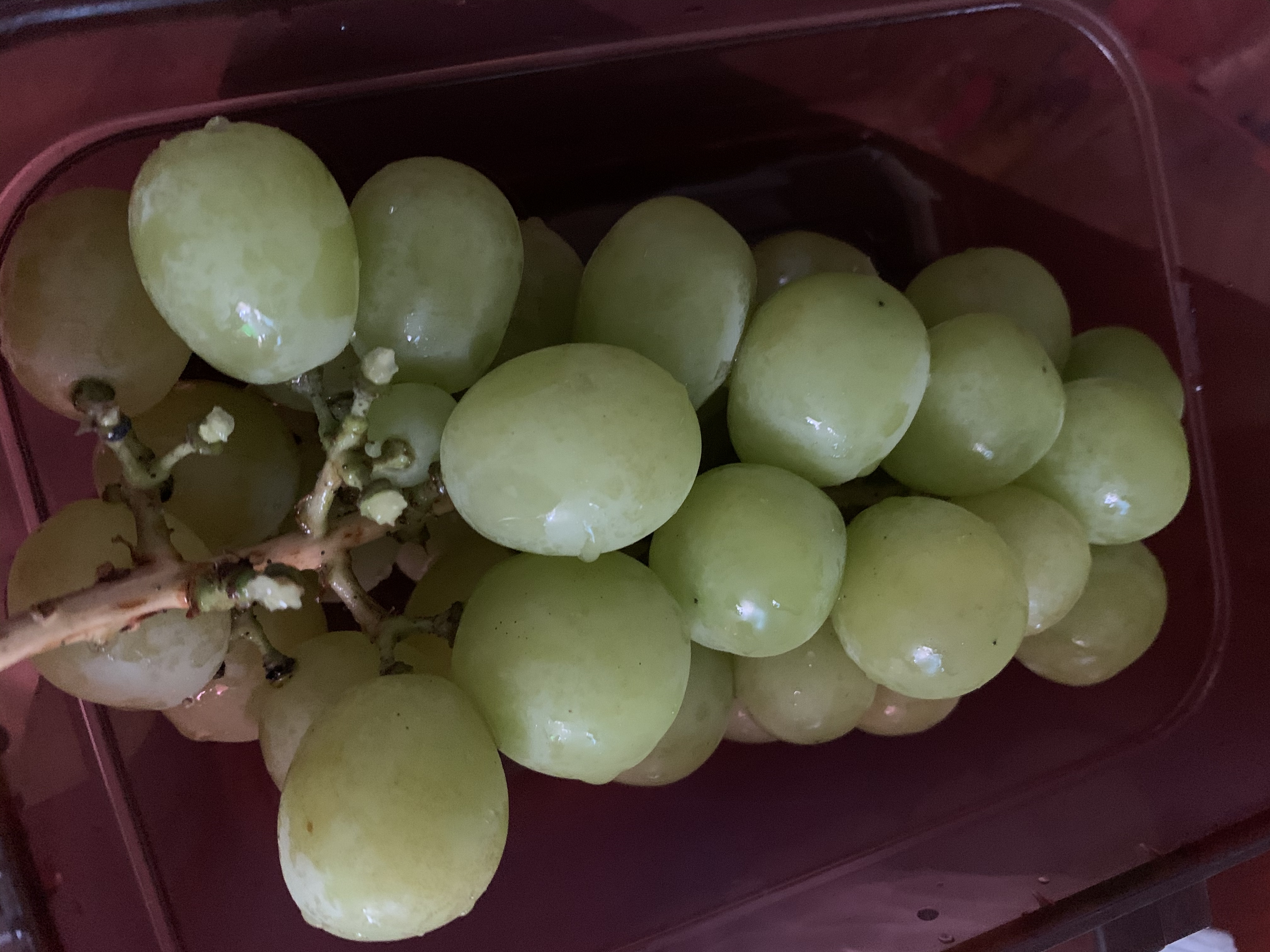 샤인머스캣 먹는중 | 인스티즈