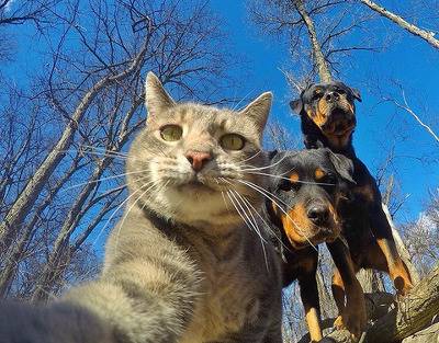 다들 들어와서 셀카찍는 고양이좀 봐줘 | 인스티즈