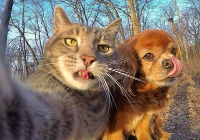 다들 들어와서 셀카찍는 고양이좀 봐줘 | 인스티즈