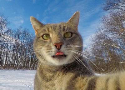 다들 들어와서 셀카찍는 고양이좀 봐줘 | 인스티즈