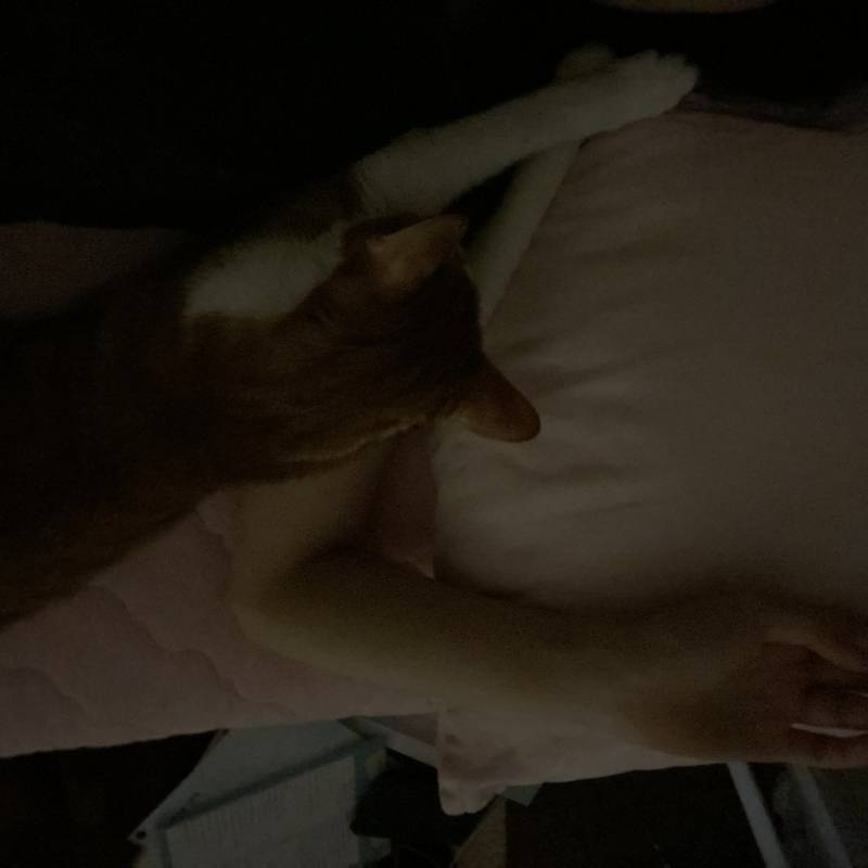 집사는 팔베개중 | 인스티즈