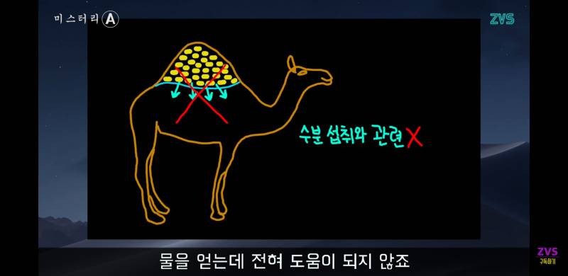 낙타는🐪 혹에 물을 저장하는게 아니래!! | 인스티즈