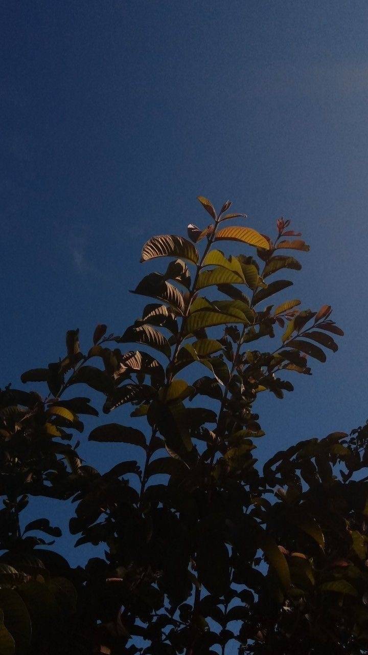 🌳🌞내가 좋아하는 아이폰 잠금화면 모음🍒🥑 3탄 | 인스티즈