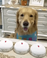 강아지에게 간식을 주는 신박한 방법.gif | 인스티즈