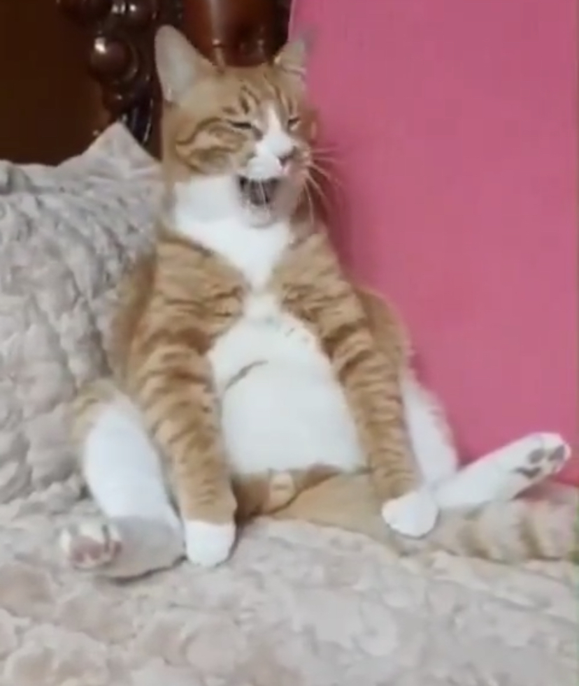 아니 본진 고양이 진짜 귀엽디ㅠㅠㅠㅠㅠㅠㅠㅠ | 인스티즈