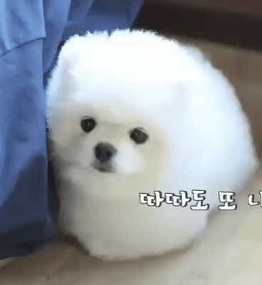 오늘 김우석 강아지 입덕한 사람이 최고 타이밍인 이유ㅋㅋ | 인스티즈