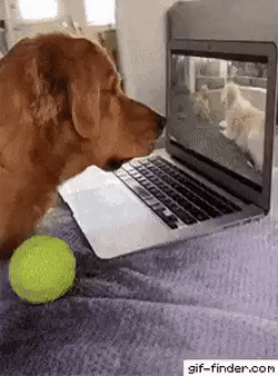 동물에겐 감정과 표정이 없다고 주장하는 사람들에게 보여주고 싶은 것 | 인스티즈