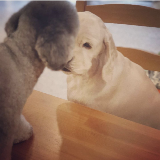 이쯤에서 보는 태연 제니 강쥐 친목 | 인스티즈